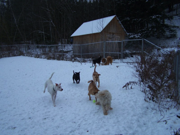 Having fun in the yard